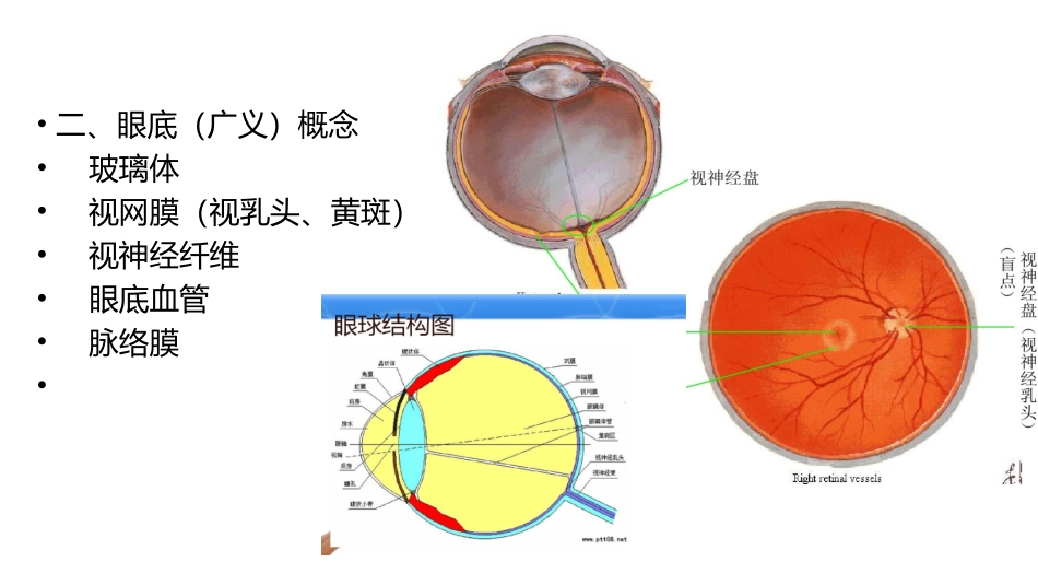 常见眼底病基础知识_第3页
