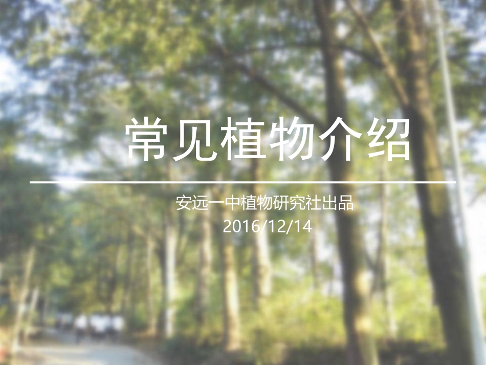 常见植物介绍_第1页