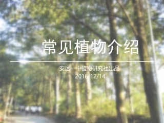 常见植物介绍