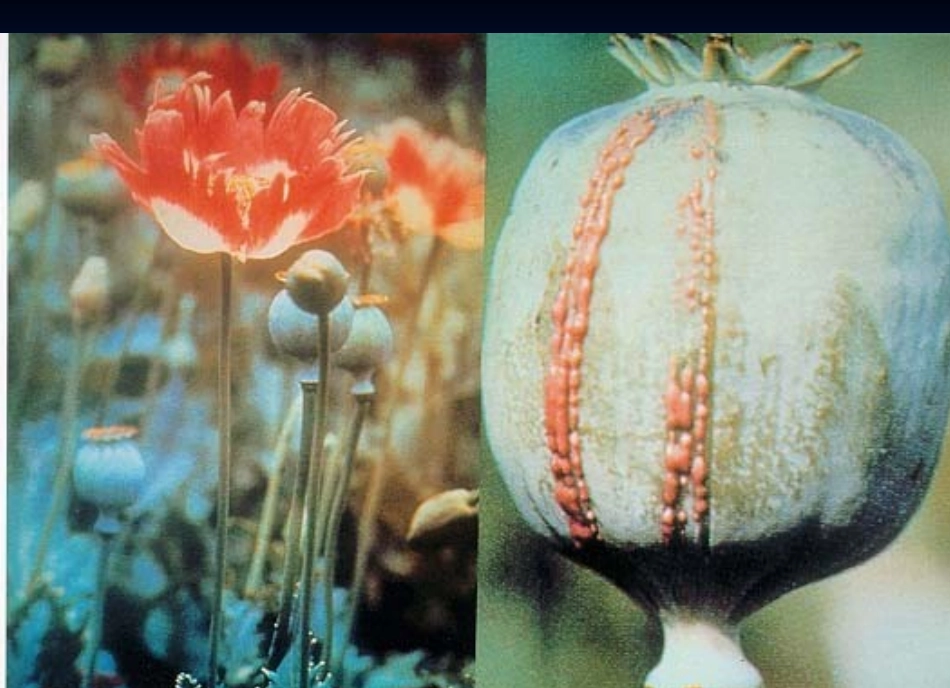 常用阿片类药物_第2页