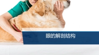 宠物外产科病课件眼的解剖结构