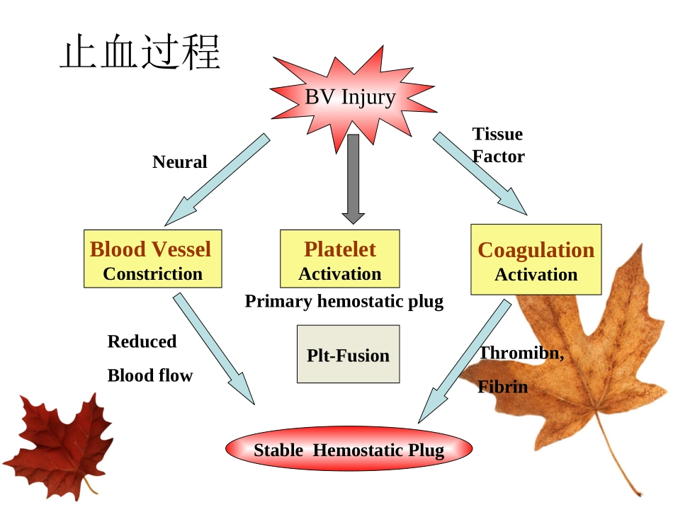 出血性疾病的实验室检测_第2页