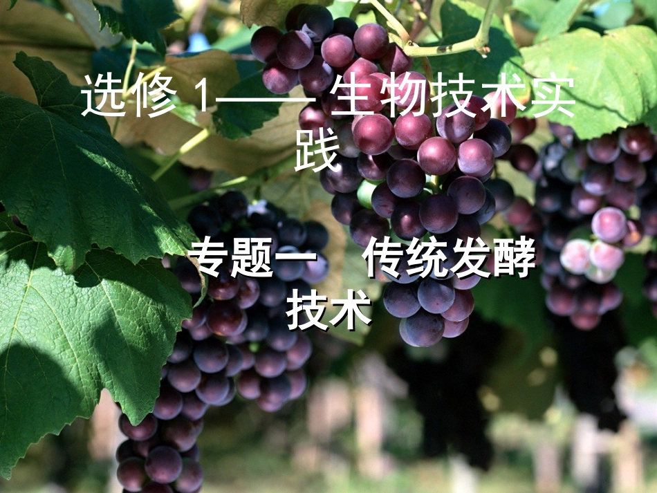 传统发酵技术_第1页