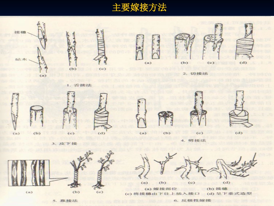次课基本盆景类型的制作技法_第3页