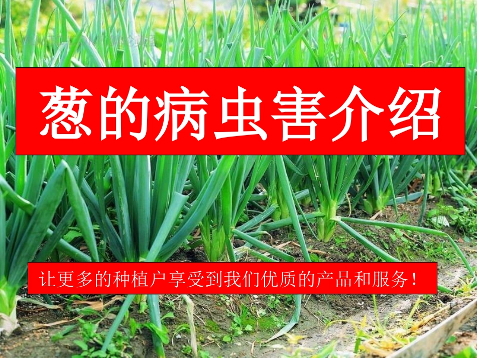 葱病虫害培训课件_第1页