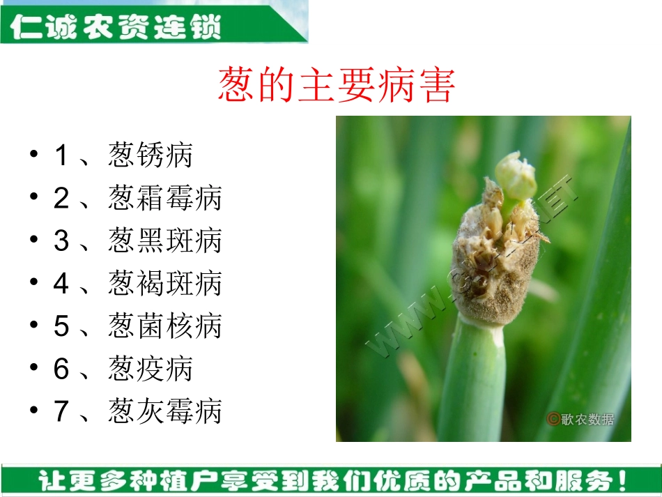 葱病虫害培训课件_第2页