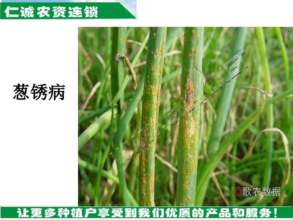 葱病虫害培训课件_第3页
