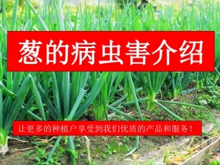 葱病虫害培训课件