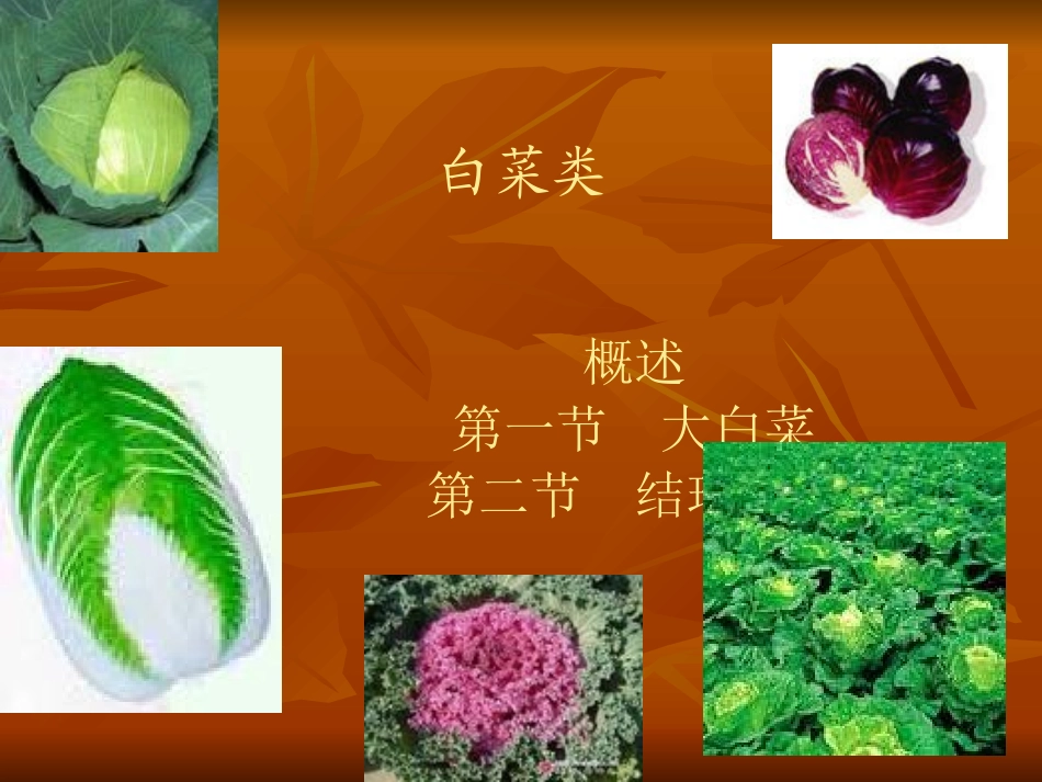 大白菜类蔬菜_第1页