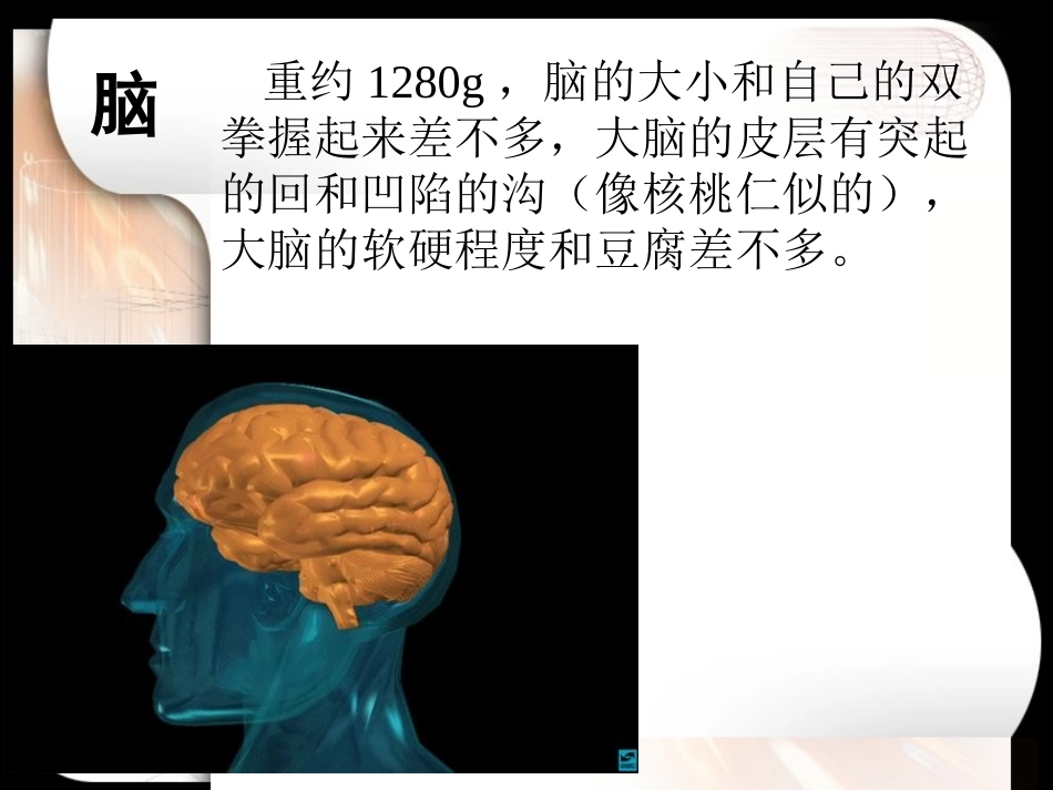 大脑与神经可塑性_第3页