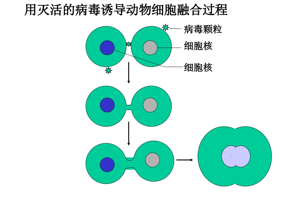 单克隆抗体技术_第3页
