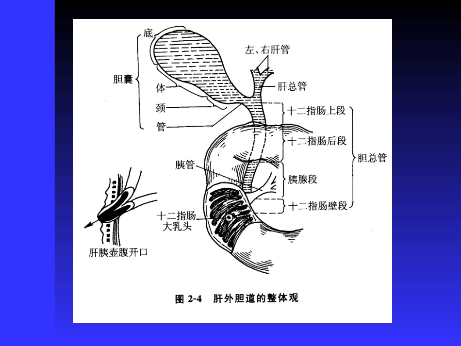 胆道疾病超声诊断-医学课件_第3页