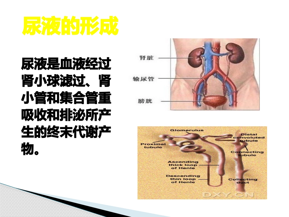 蛋白尿的诊断与鉴别_第2页