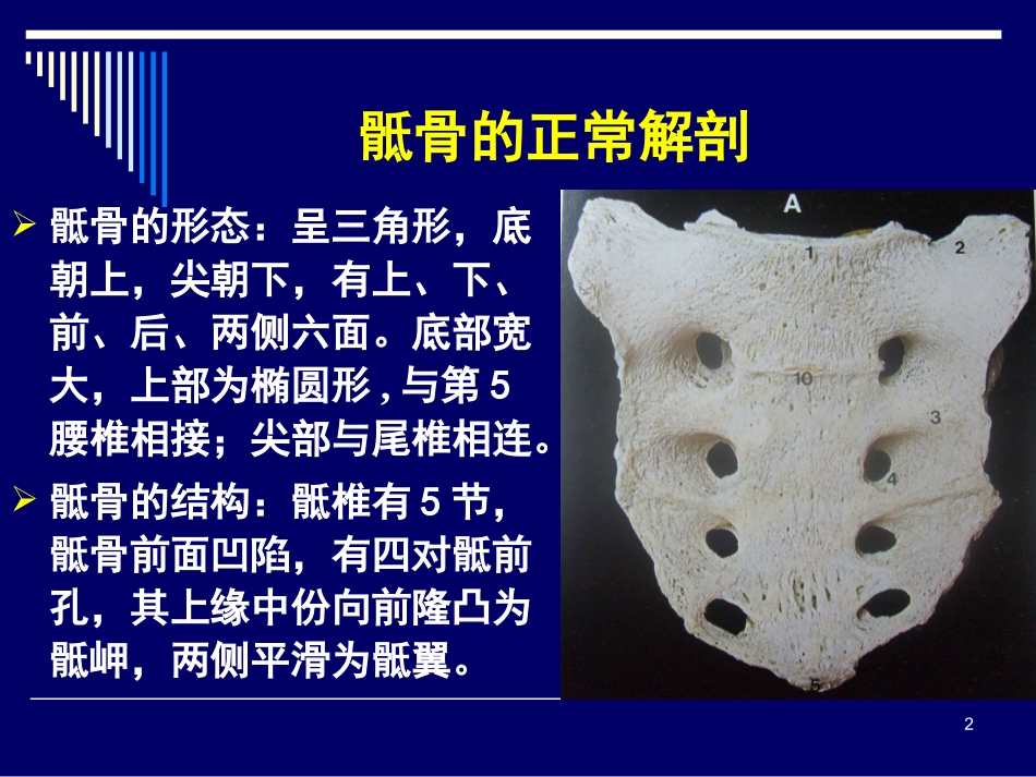 骶骨的解剖学变异_第2页