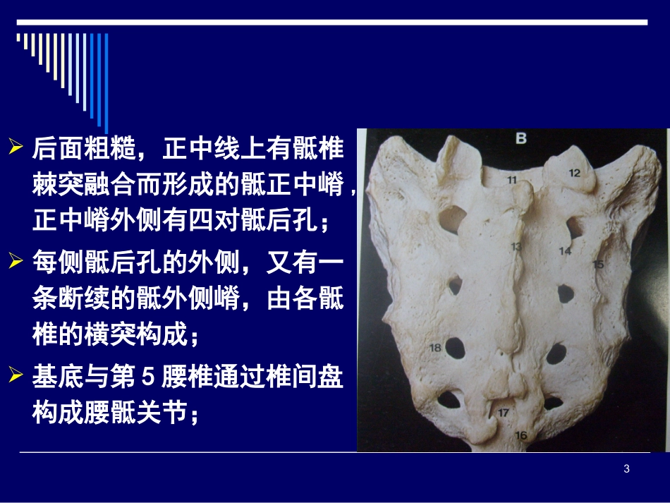 骶骨的解剖学变异_第3页