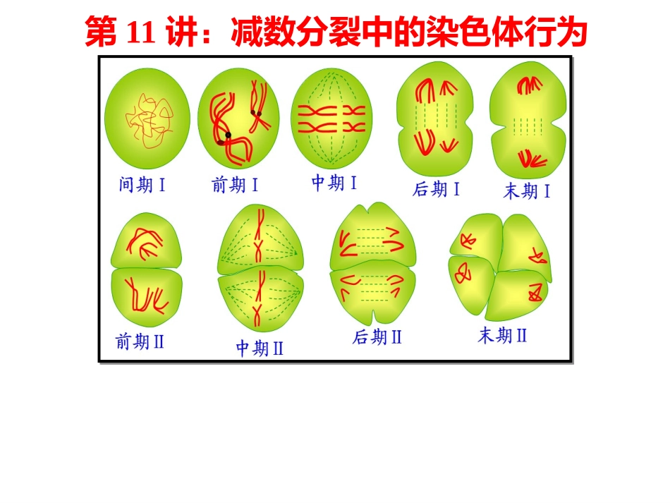 第11讲-减数分裂_第1页