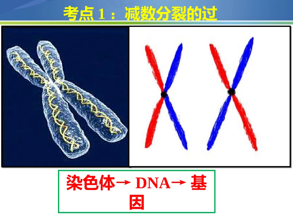 第11讲-减数分裂_第3页