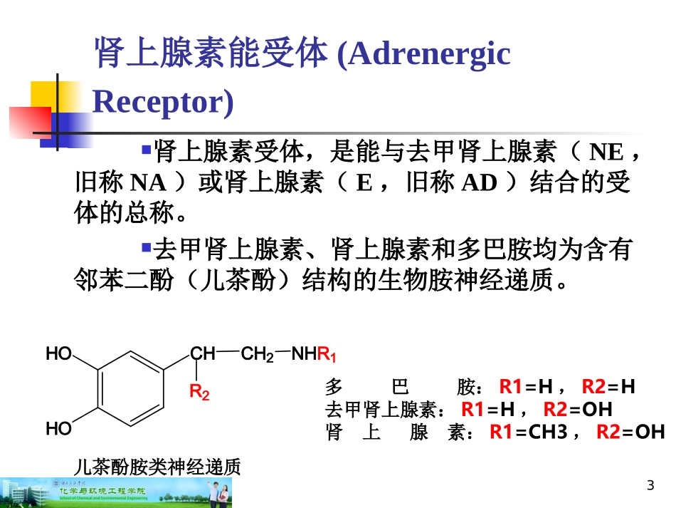 第12篇作用于肾上腺素能受体药物_第3页