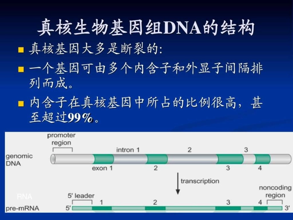 第八章mRNA剪接编辑_第3页