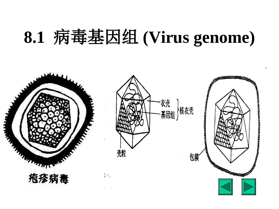 第八章基因组的结构和功能_第2页