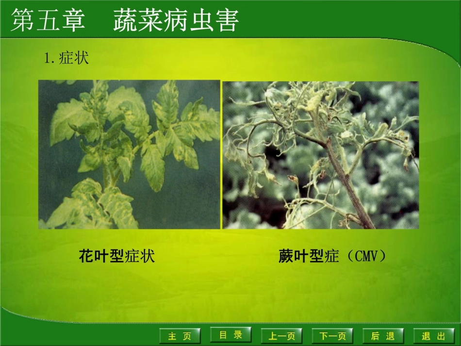 第二节茄科蔬菜病虫害园艺植物病虫害防治课件_第3页