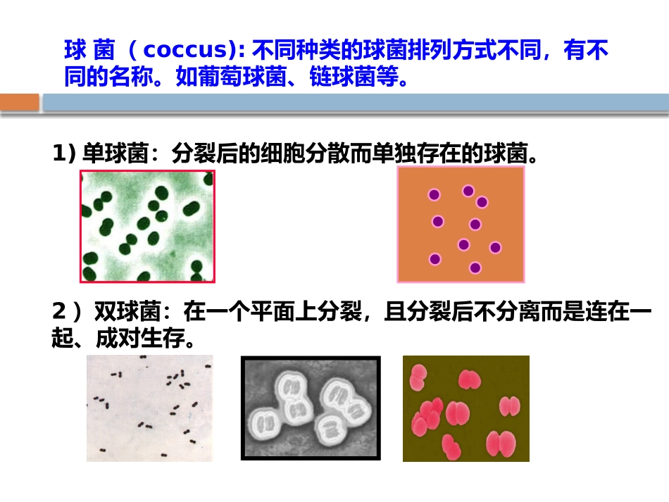 第二章细菌概述_第3页