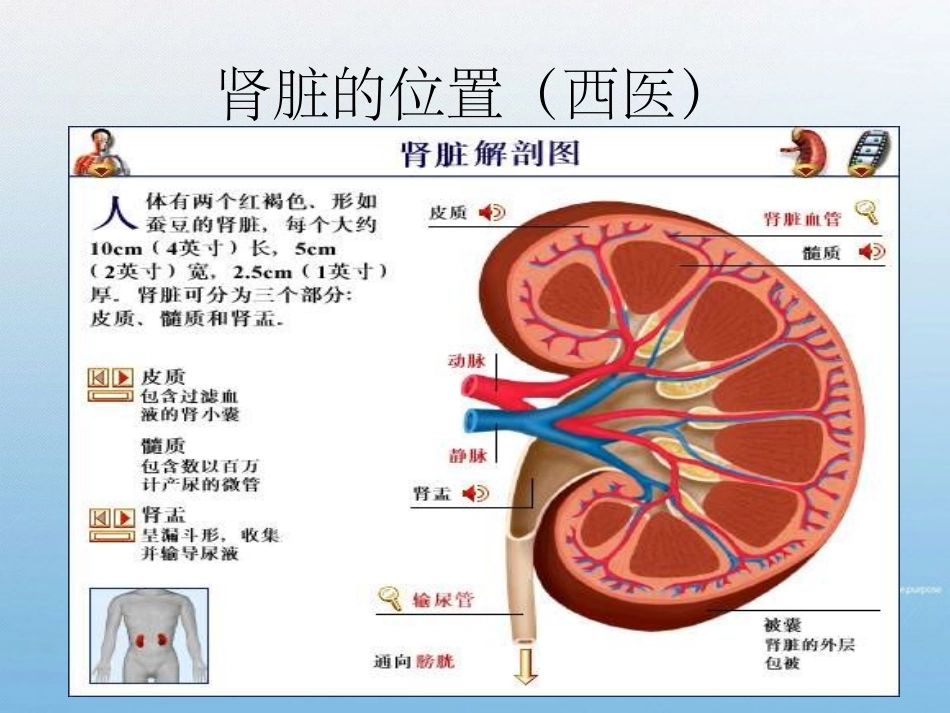 第九讲先天之本肾_第3页