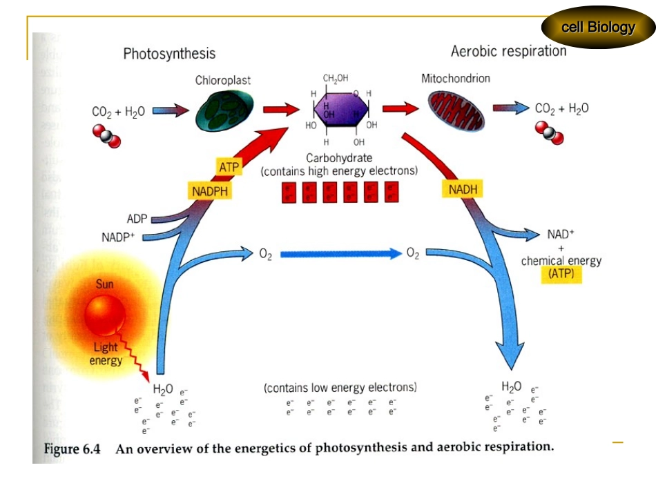 第六章线粒体和细胞的能量转换_第3页