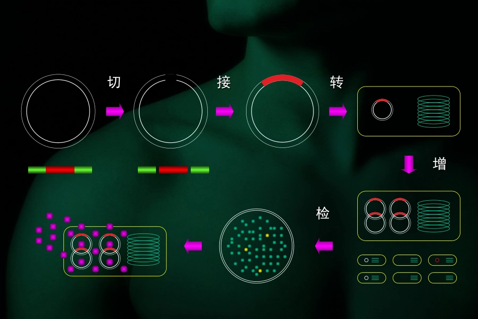 第七章DNA体外重组与基因转移总结_第2页