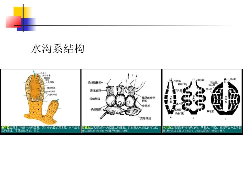 第三章海绵动物及腔肠动物_第3页