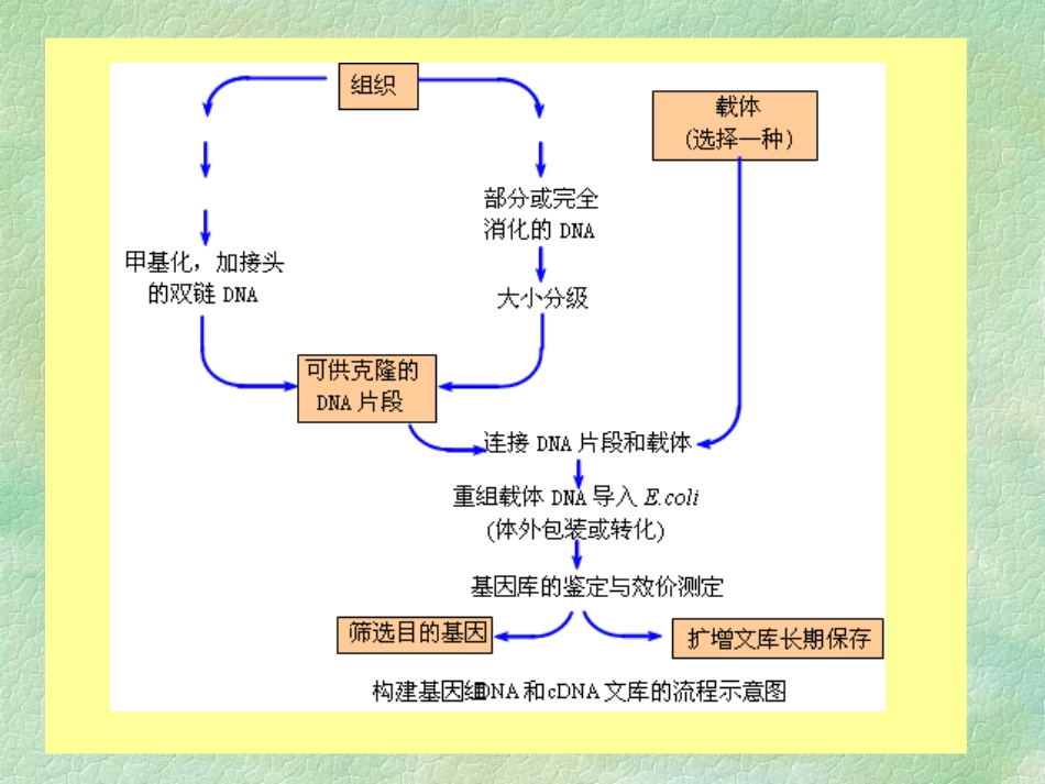 第三章基因组文库的构建_第3页