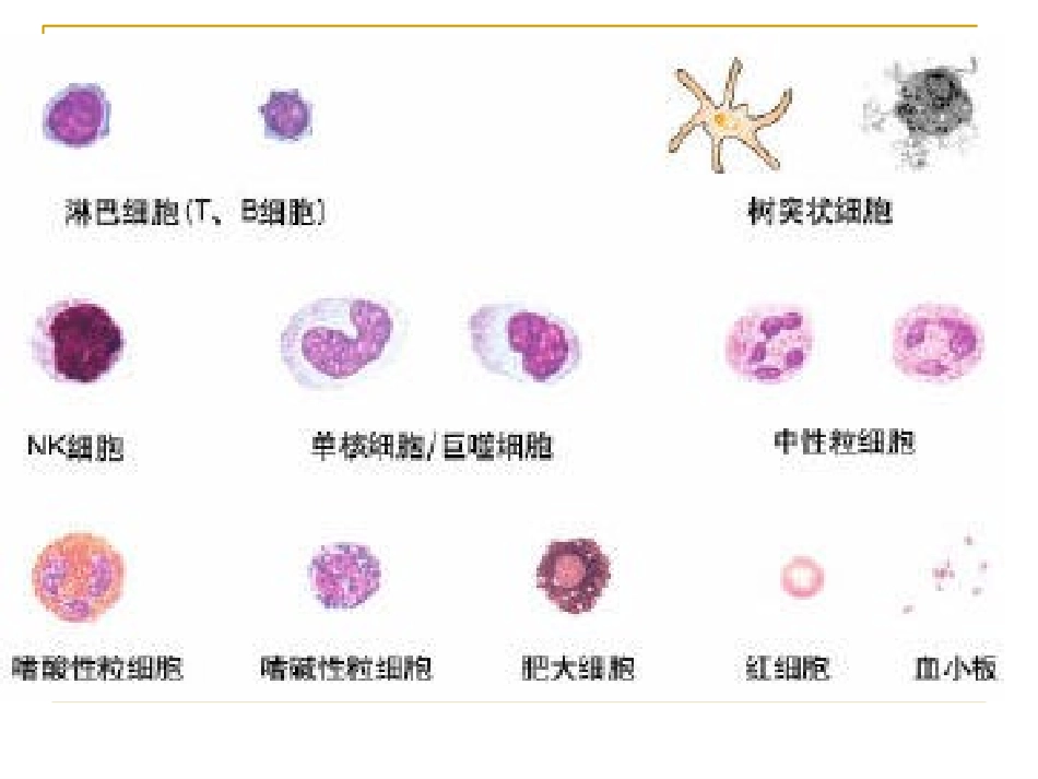 第十六章免疫相关细胞表面分子_第3页