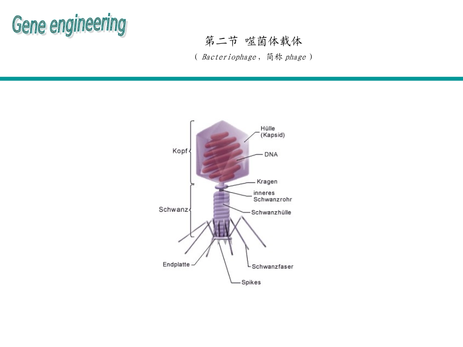 第四章基因克隆的载体噬菌体载体_第1页