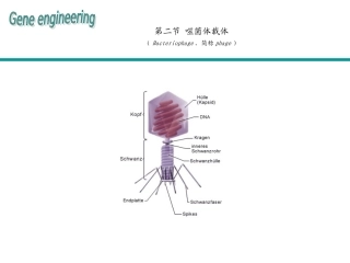 第四章基因克隆的载体噬菌体载体