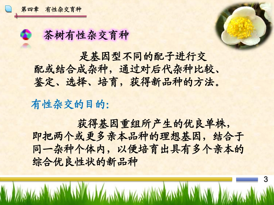 第四章有性杂交育种_第3页
