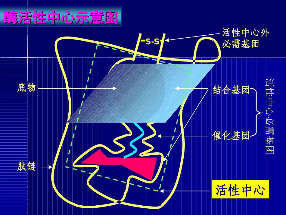 第五章酶工程酶分子修饰_第3页