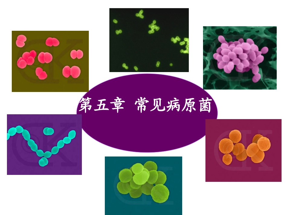 第一节化脓性球菌_第1页