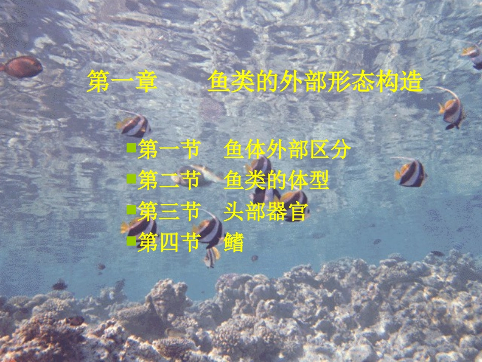 第一章鱼类的外部形态构造_第1页