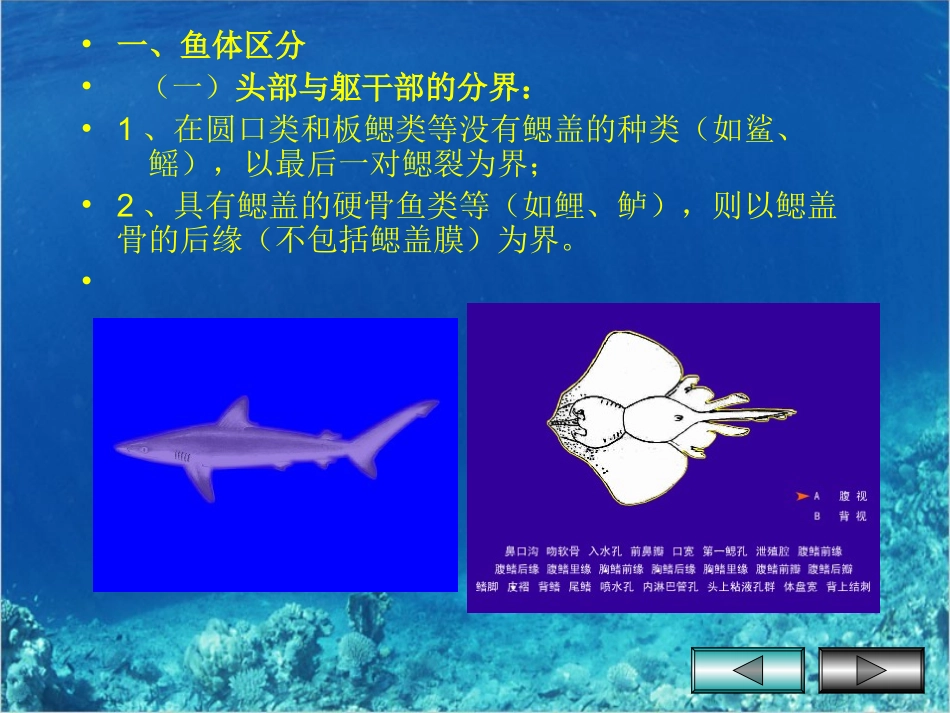 第一章鱼类的外部形态构造_第3页
