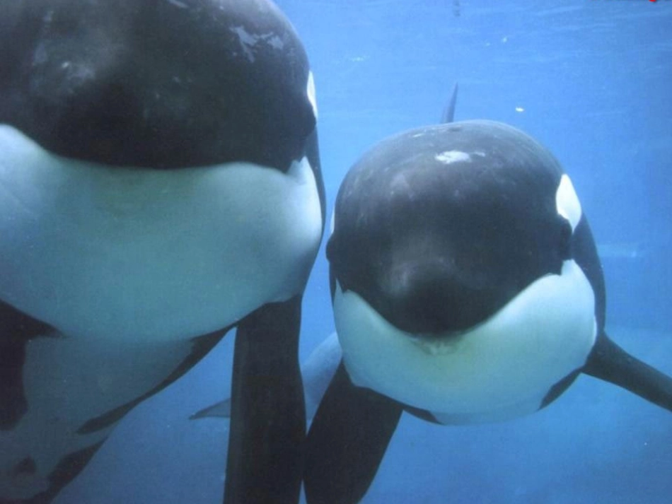 动车组制动培训资料_第1页