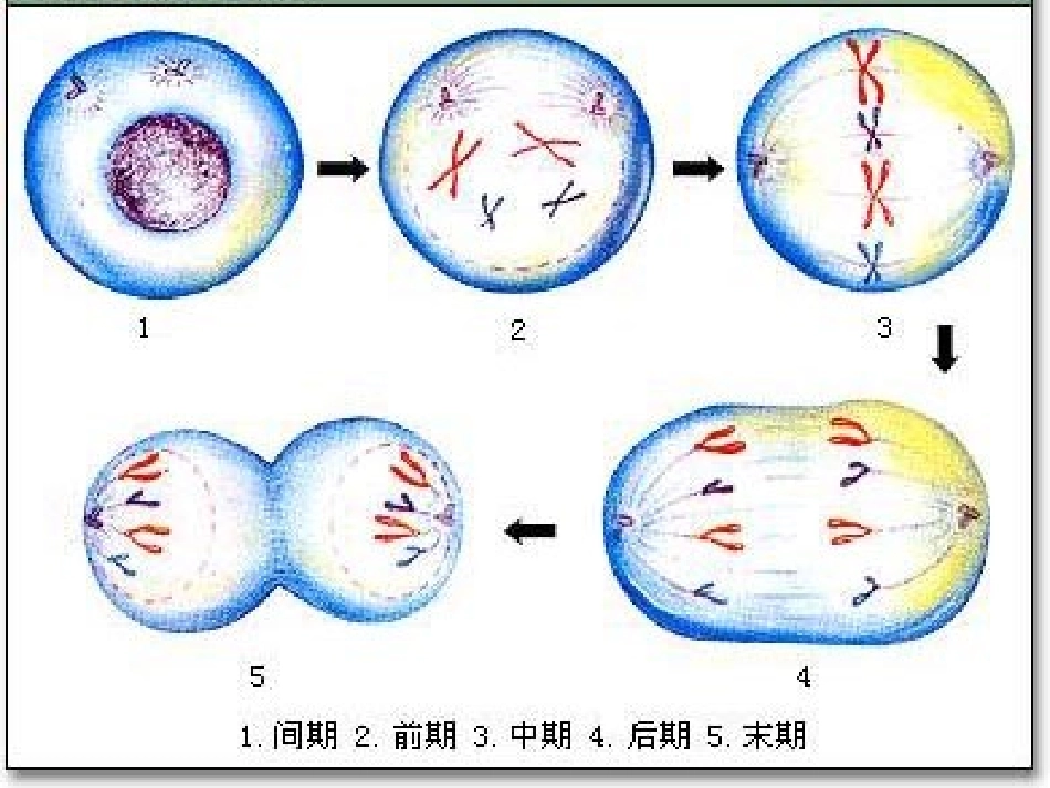 对同源染色体_第2页