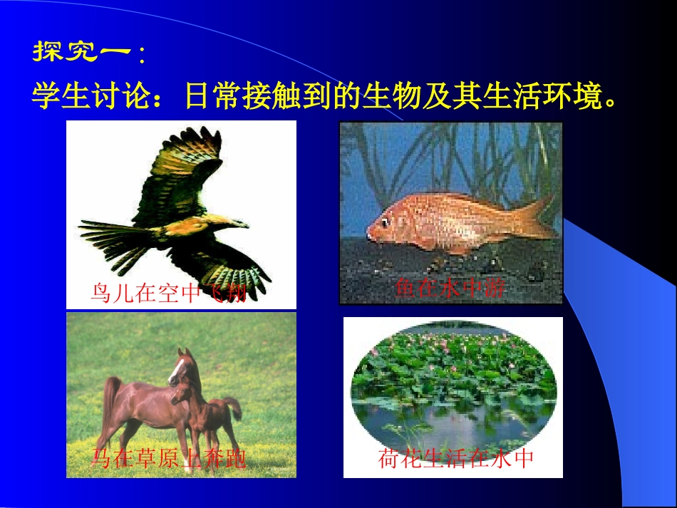 1.1形形色色的生物（课堂教学版）_第3页