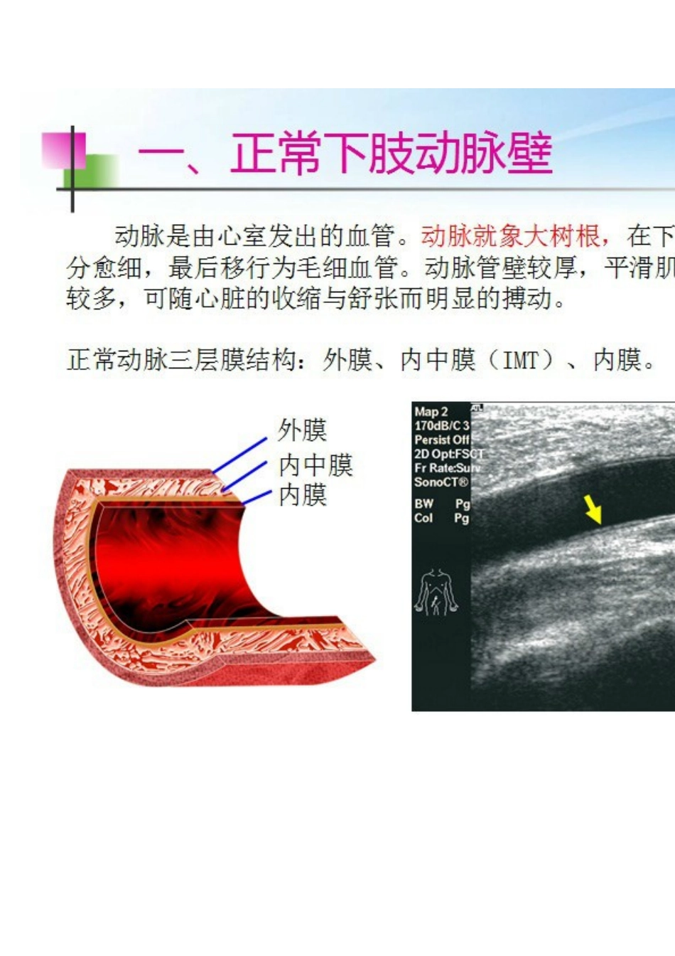 下肢血管的超声检查及正常声像图_第2页