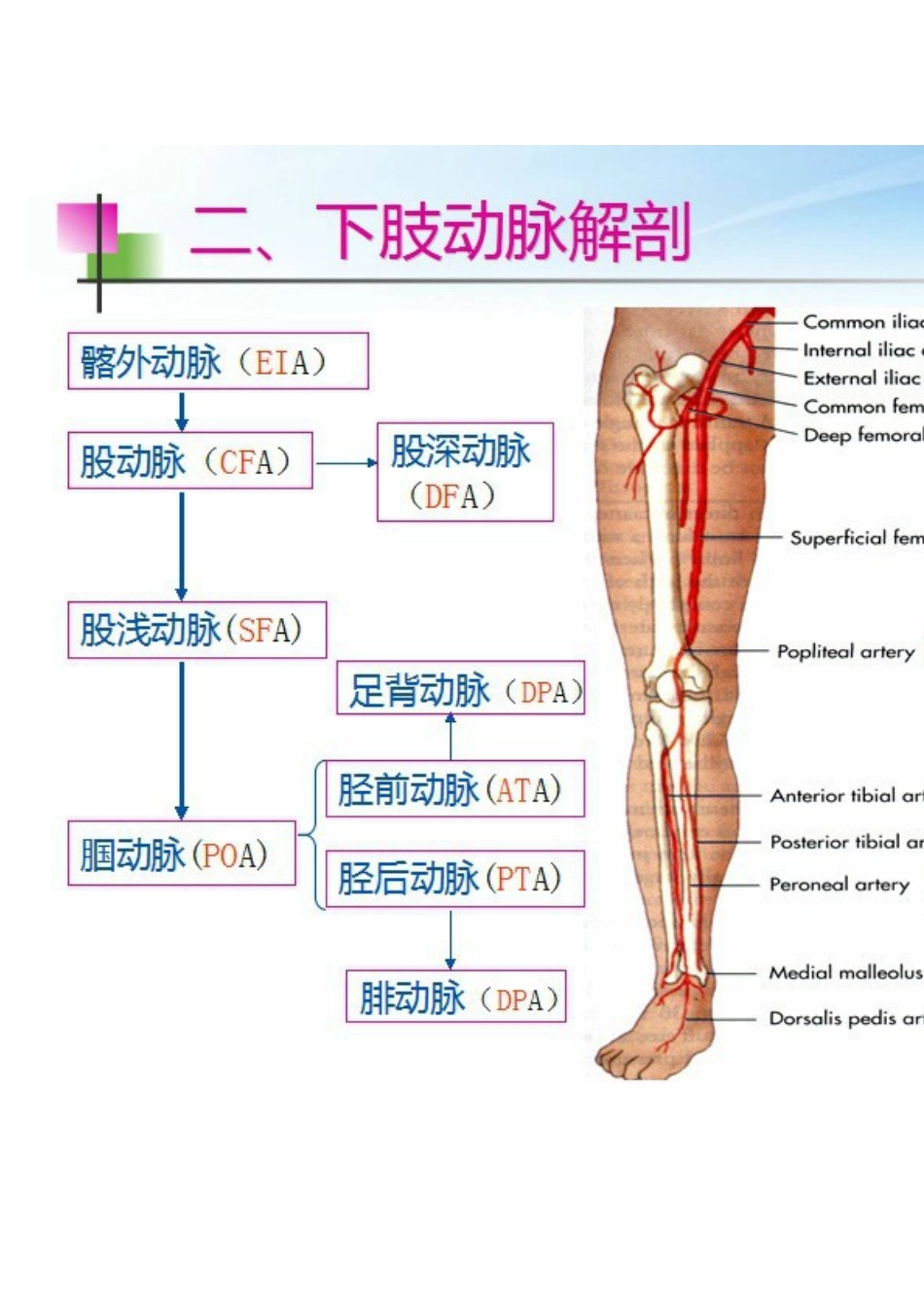 下肢血管的超声检查及正常声像图_第3页