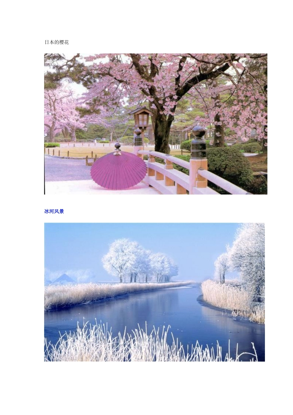 日本的樱花　_第1页
