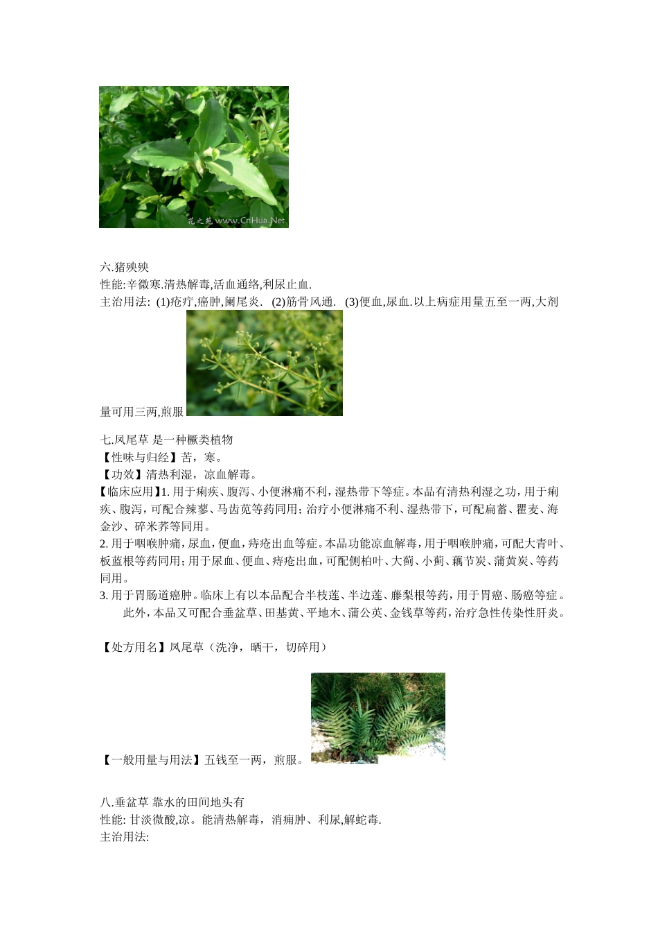 几种常见的中草药图片_第3页