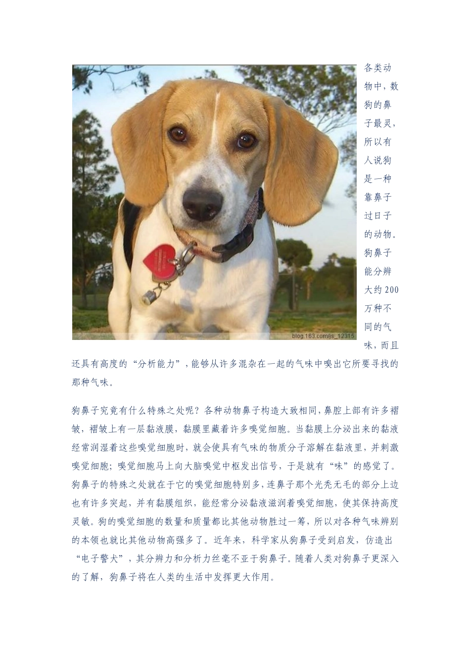 动物鼻子的特殊之处_第1页