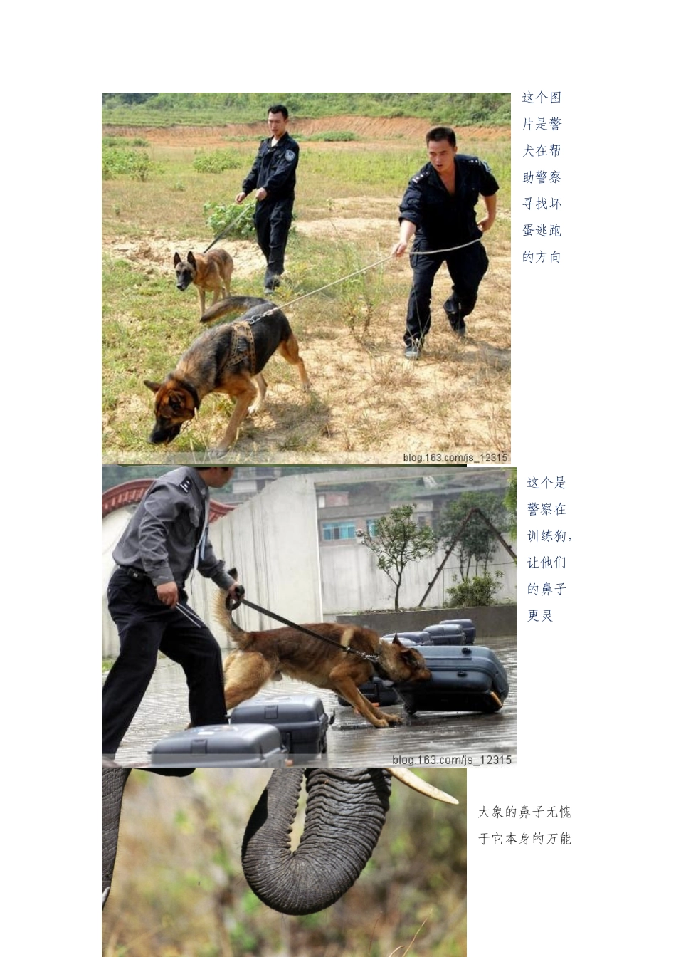 动物鼻子的特殊之处_第2页