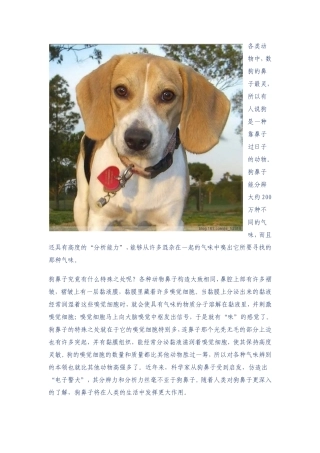 动物鼻子的特殊之处