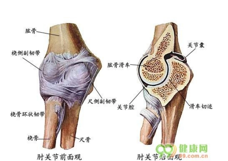 上肢三大关节总结_第3页